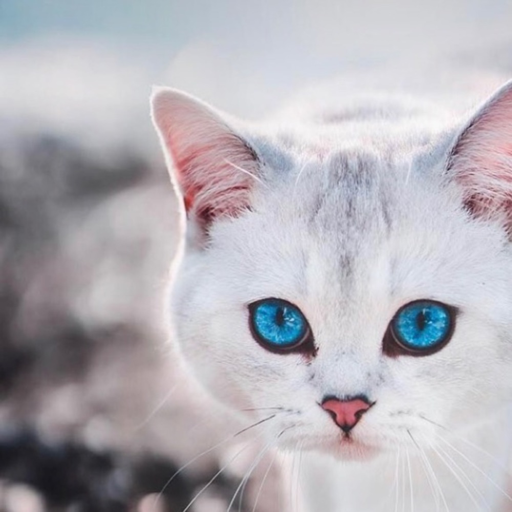 Meet your Posher, Beatriz